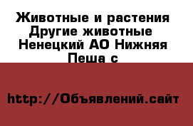 Животные и растения Другие животные. Ненецкий АО,Нижняя Пеша с.